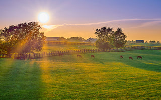 Best Farm Security Cameras: A Buying Guide