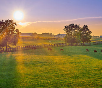 Best Farm Security Cameras: A Buying Guide