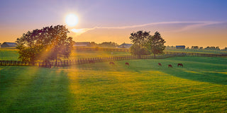 Best Farm Security Cameras: A Buying Guide